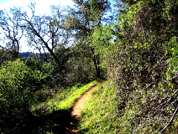 Climbing out of Huddart Park