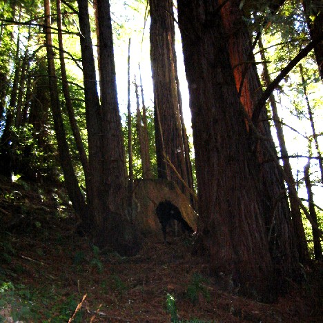 First-growth redwood stump, surrounded by second-growth children