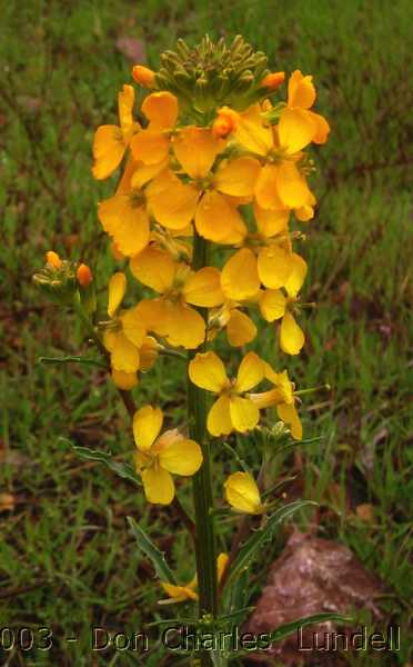 Yellow wilflowers