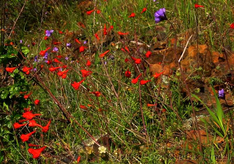 Wildflowers