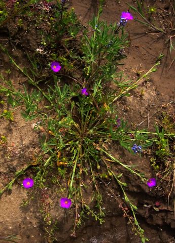 Flowers in the sand