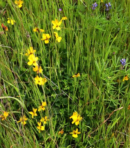 More flowers