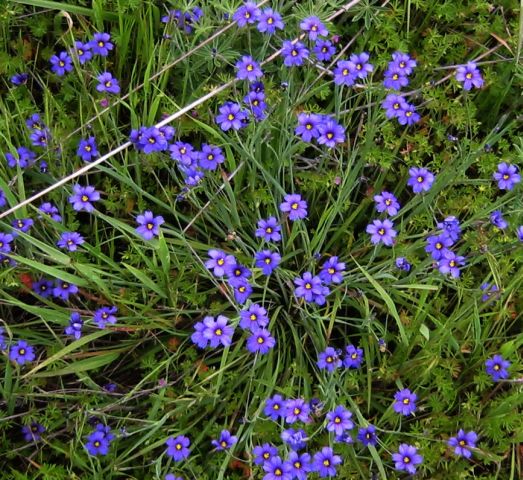 Lots of wildflowers