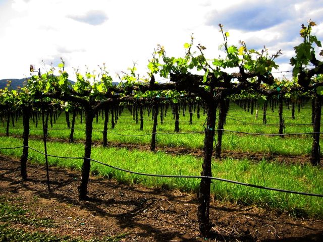 Vineyard at Silver Oak Winery