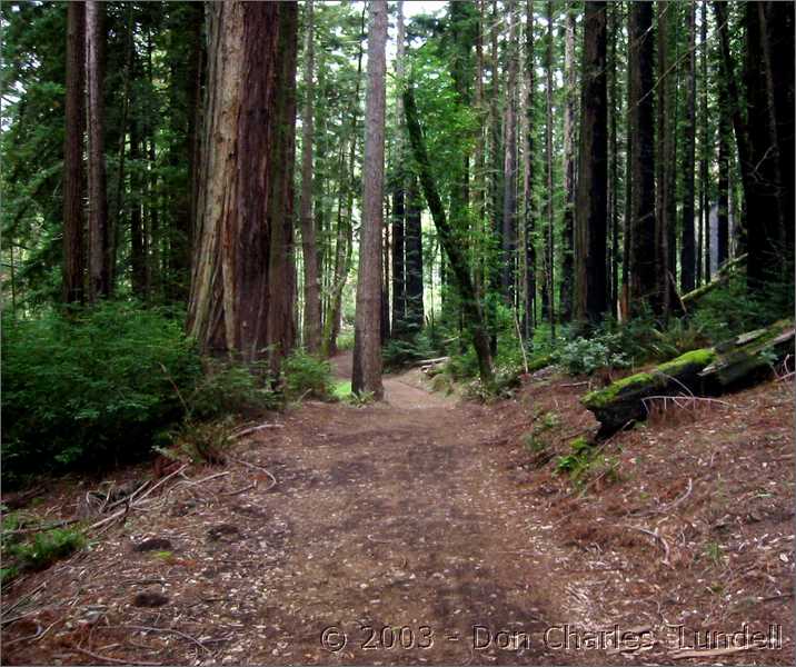 Redwoods