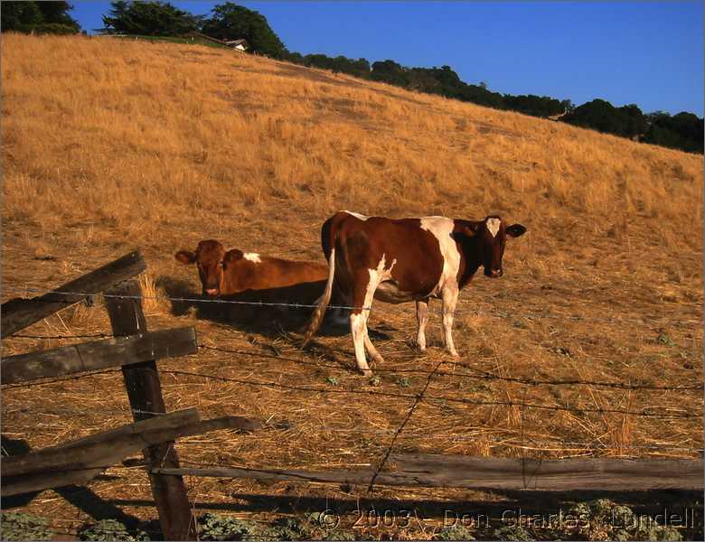 Moo
