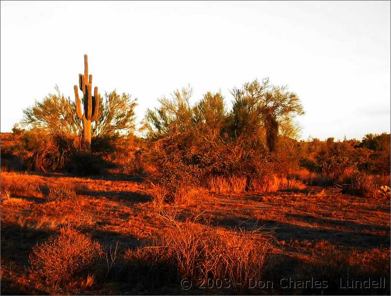 Desert sunrise