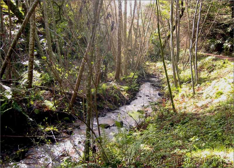 Creek, along the Bear Valley Trail