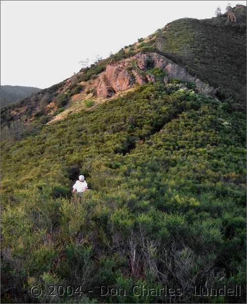 Through the brush