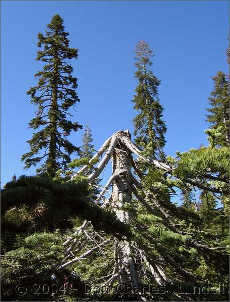 Gnarly tree country