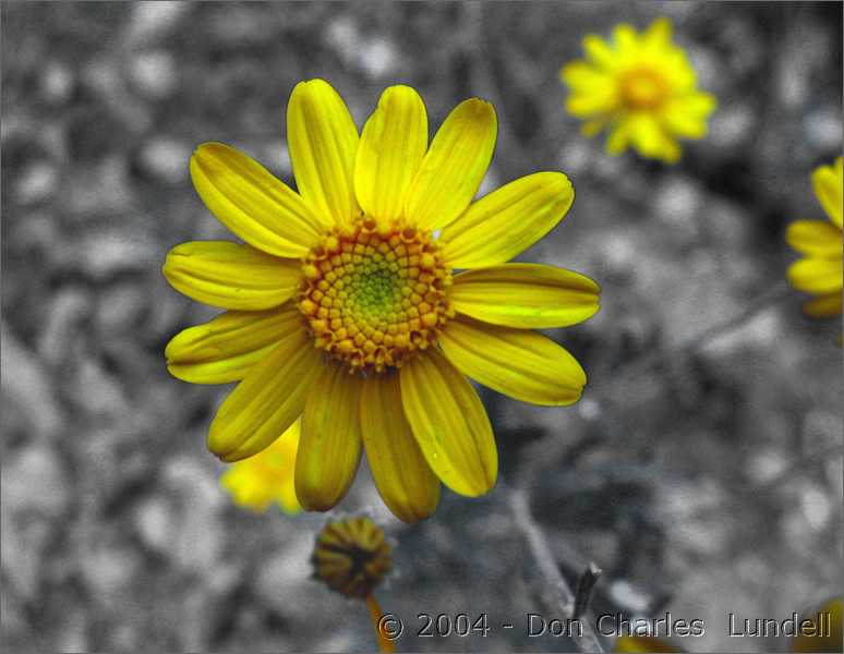 Yellow flower