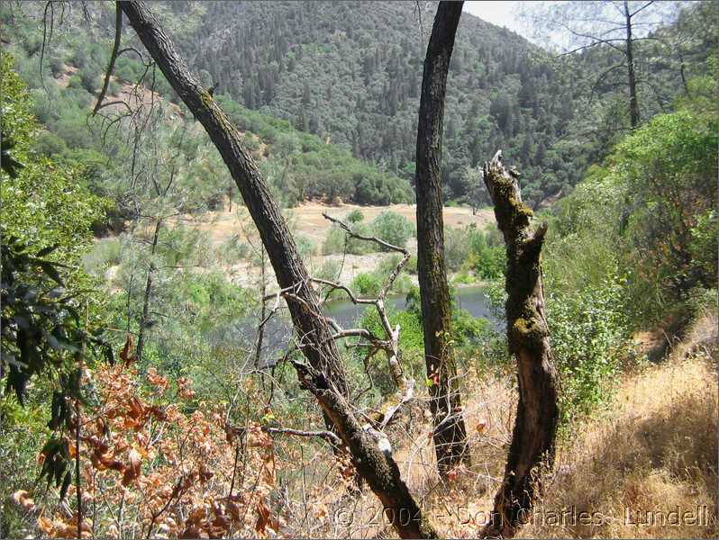 View through the trees