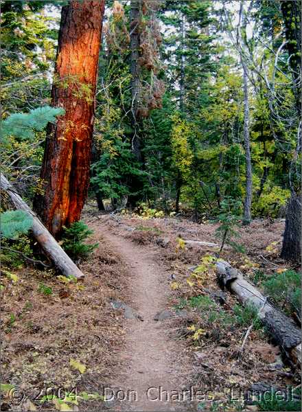 Magical forest
