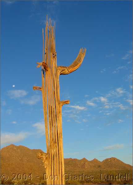 Former cactus 