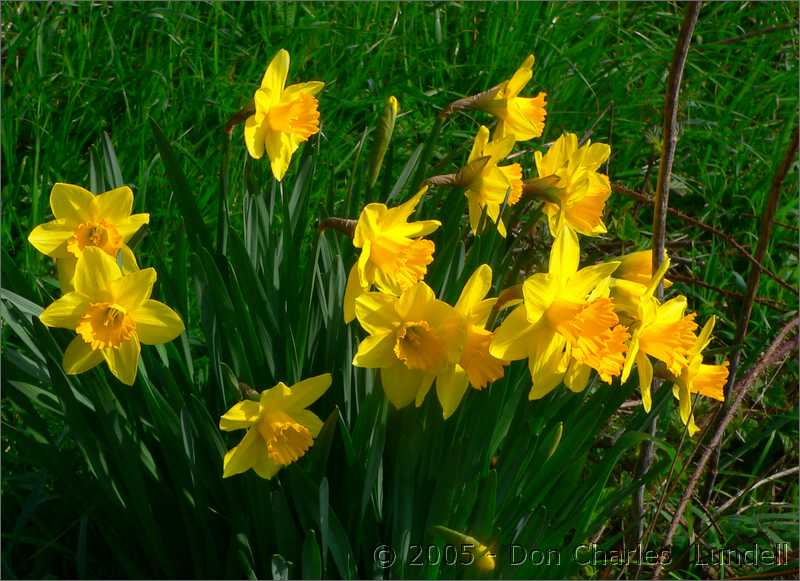 Daffodils