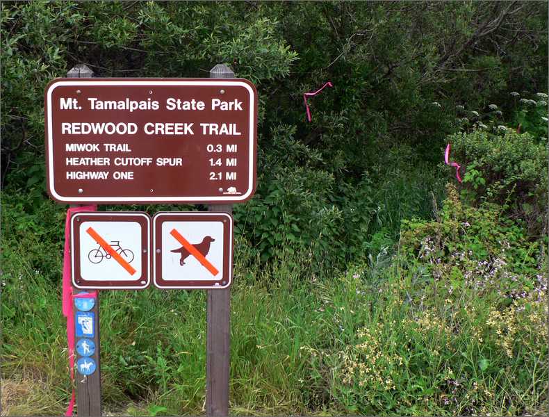 Redwood Creek Trail