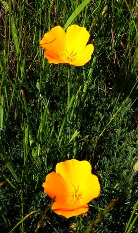 California Poppies