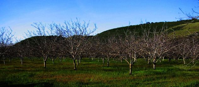 Walnut Orchard