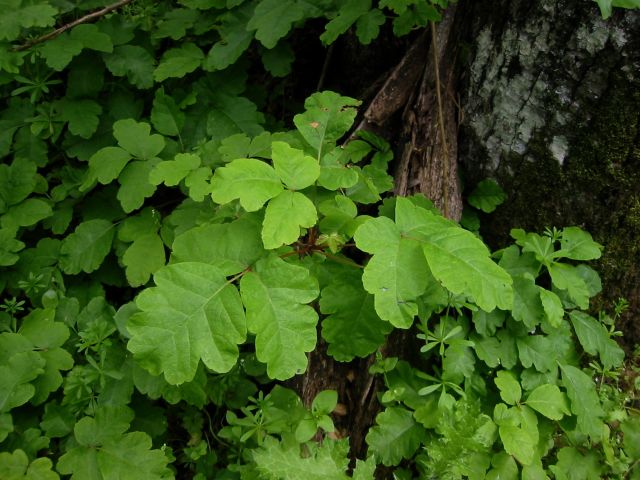 Poison oak here...