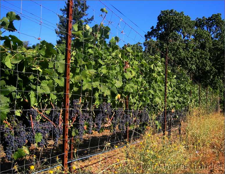 Grape harvest must be just around the corner