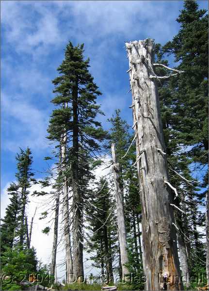 Old tree trunk