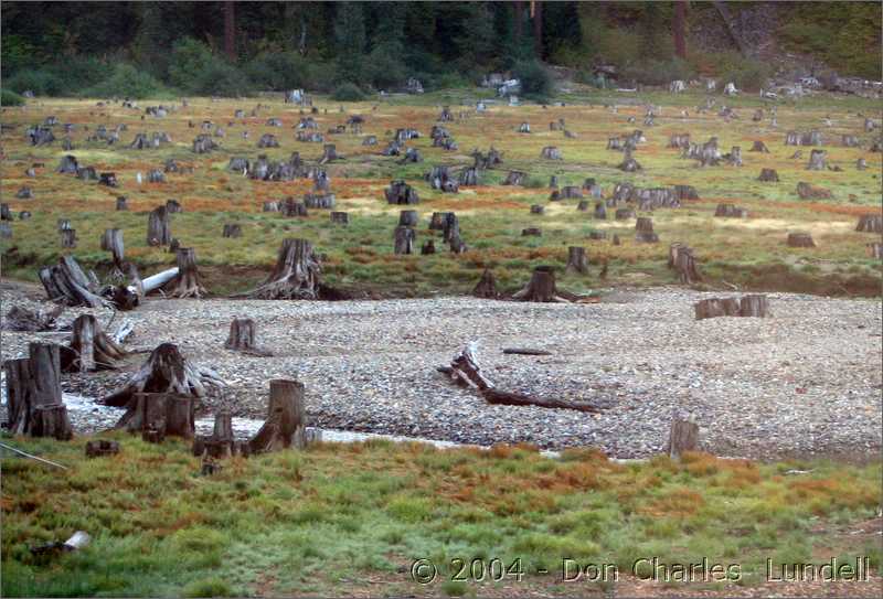 Mysterious tree stumps