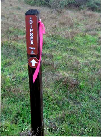 Dipsea Trail