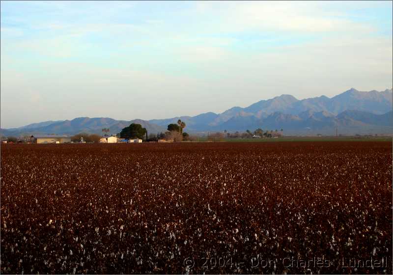 Pick a bale of cotton