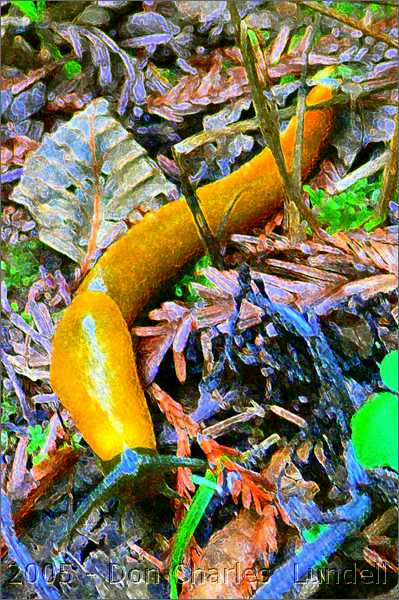 Banana slug