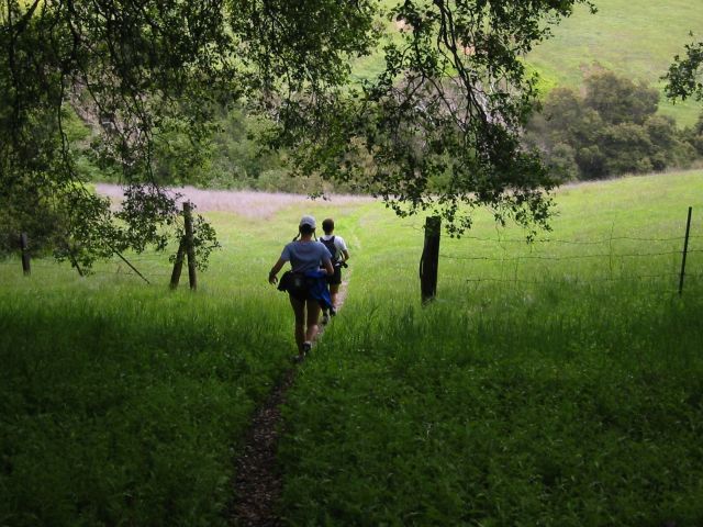 Coming to a meadow