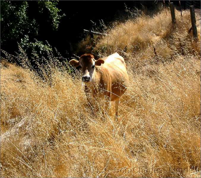 Curious little cow