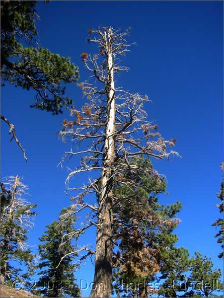 Barren tree