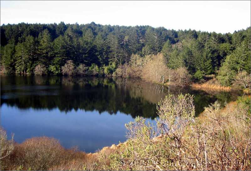 Tranquil pond