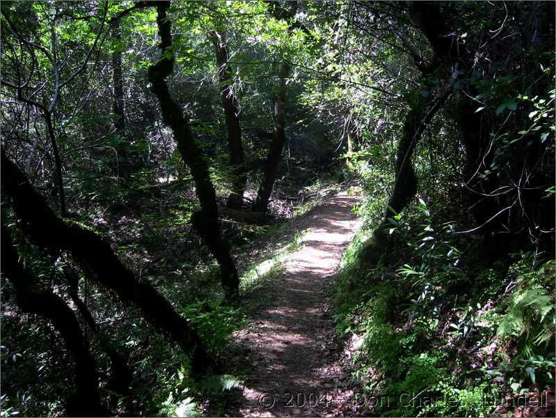 Moss-covered trees