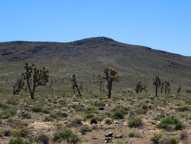 Joshua trees