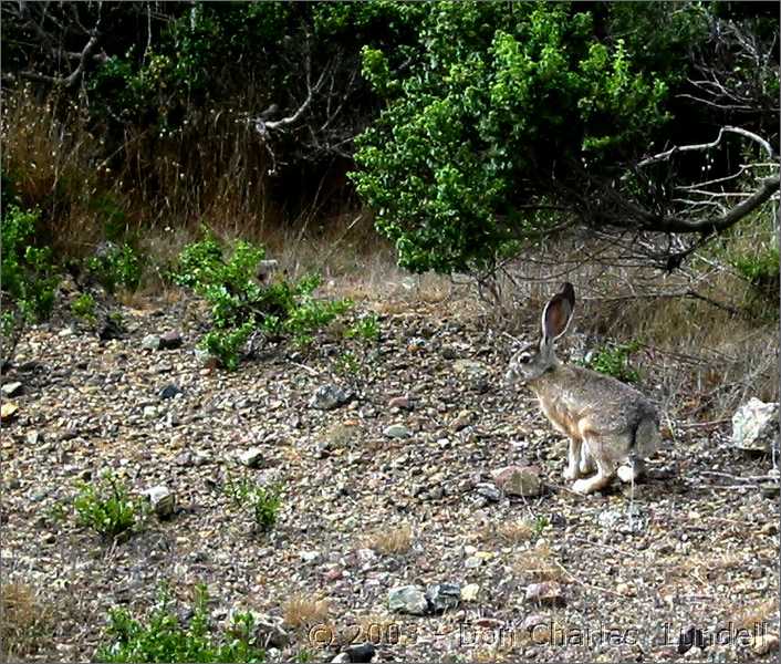 Jackrabbit