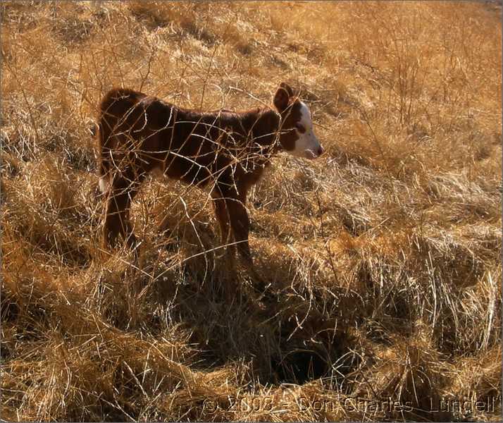 Baby cow