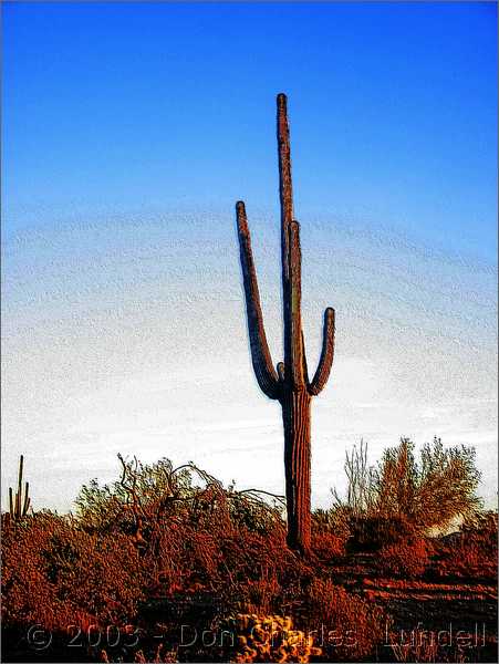 Ever present saguaro