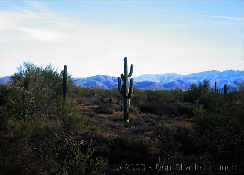 Blue skies and saguaro