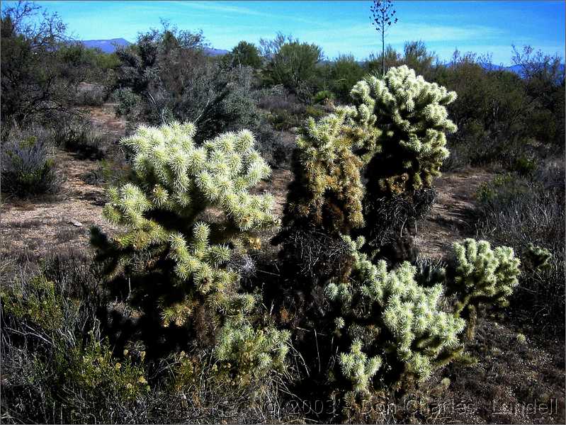 Some other kind of cactus