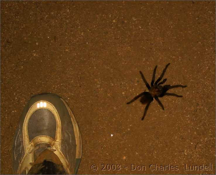 One heckuva big tarantula (that's a size 15 shoe)