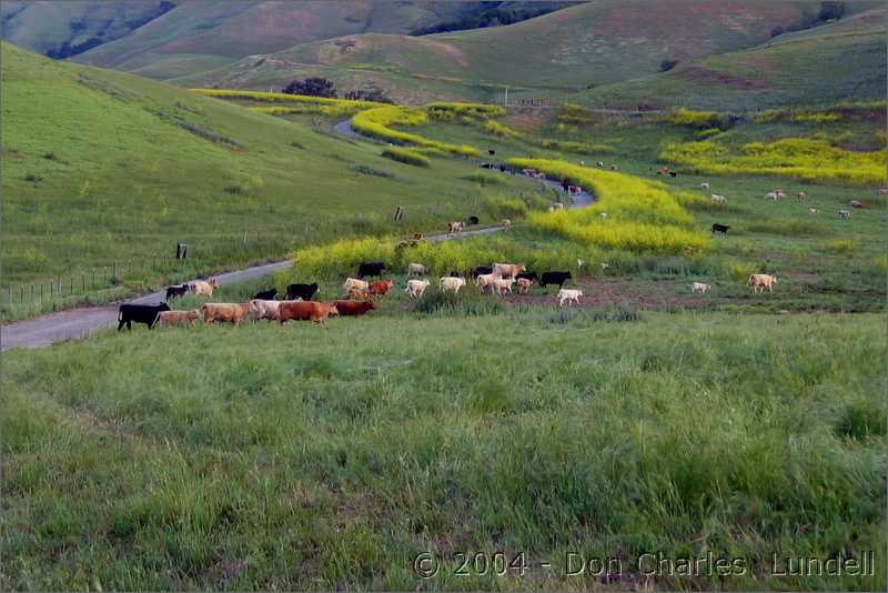 Cows going to Denny's