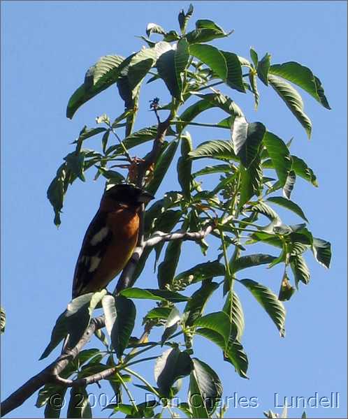 Black-headed Grosbeak