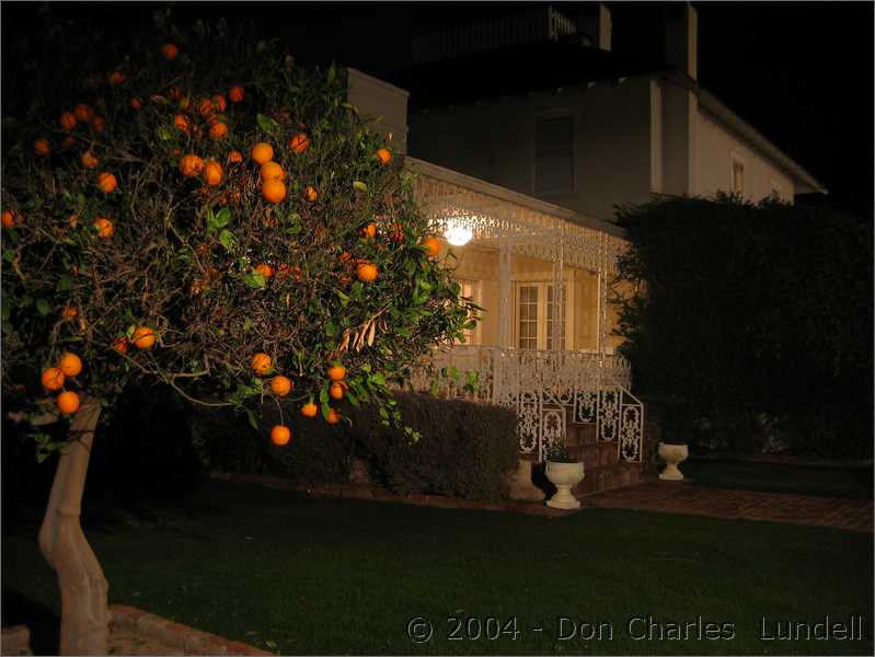 Orange tree