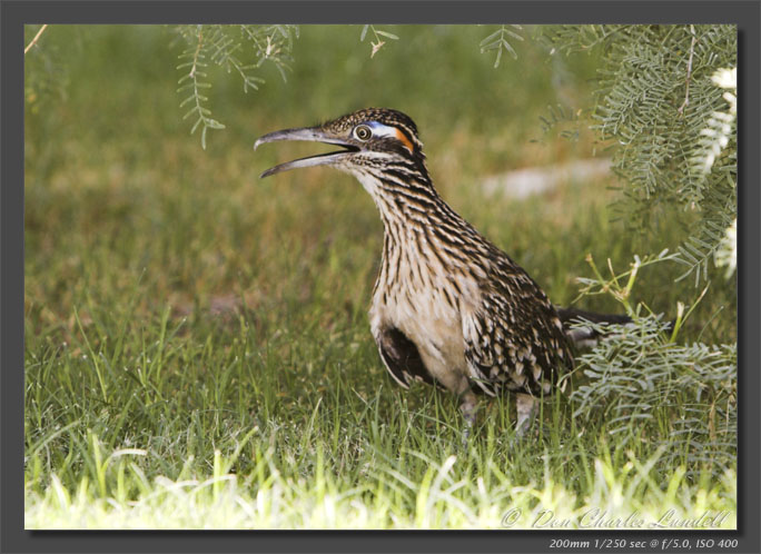 Desert Roadrunner