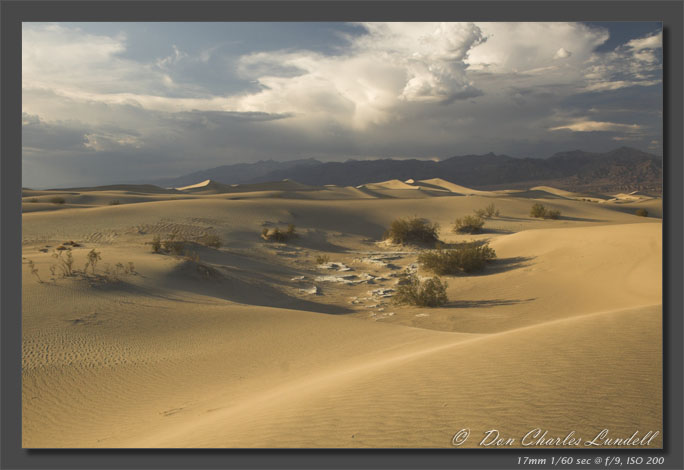 Dune vegetation